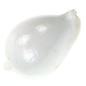 SEAURCO Eggshell Cowrie 6cm