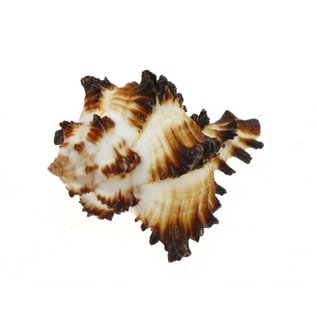 SEAURCO Small Zebra Murex 3cm