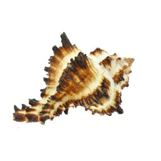 SEAURCO Small Zebra Murex 3cm