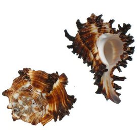 SEAURCO Small Zebra Murex 3cm