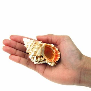 SEAURCO Baby Frogshell 8cm