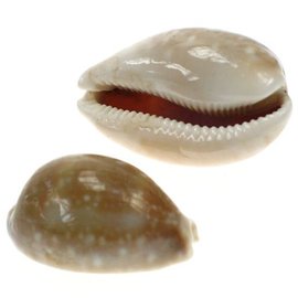 SEAURCO Fawn Cowrie 4cm