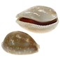 SEAURCO Fawn Cowrie 4cm