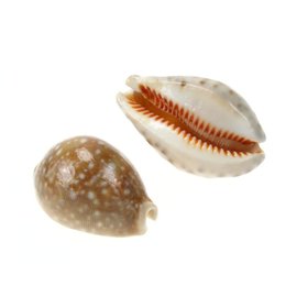 SEAURCO Large Lynx Cowries 4-5cm