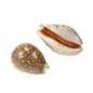 SEAURCO Large Lynx Cowries 4-5cm