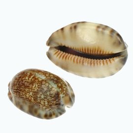 SEAURCO Medium Arabica Cowrie 3-4cm