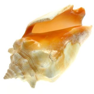 SEAURCO Primrose Conch 5cm