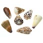 Assorted Cones 5cm x1