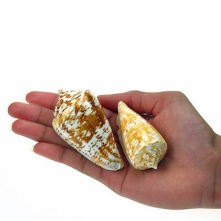 Assorted Cones 5cm x1