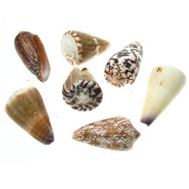 SEAURCO Assorted Cones 2-3cm x10