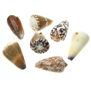 SEAURCO Assorted Cones 2-3cm x10