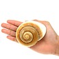 SEAURCO Giant Brown Snail 7cm