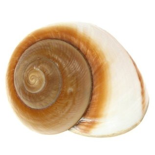 SEAURCO Giant Brown Snail 7cm