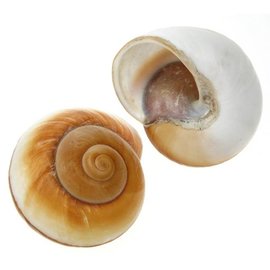 SEAURCO Giant Brown Snail 7cm