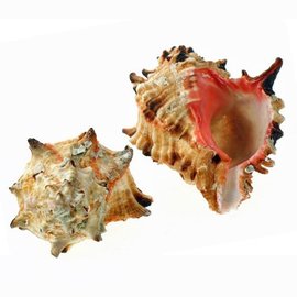 SEAURCO Ex-Large Pink Hoplites Murex6cm