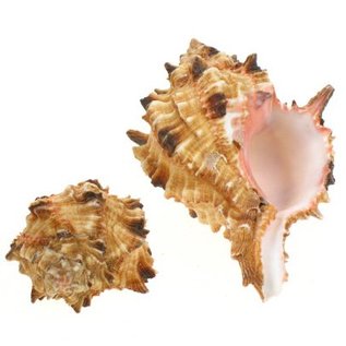 SEAURCO Baby Pink Hoplites Murex 4cm