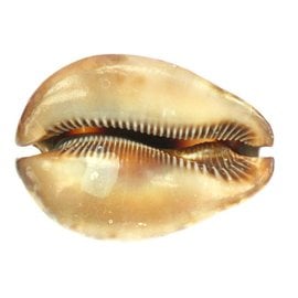 SEAURCO Medium Stercoraria Cowrie 5-6cm