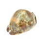 SEAURCO Medium Stercoraria Cowrie 5-6cm