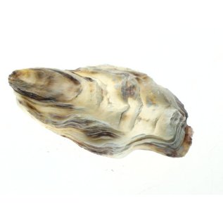 SEAURCO Assorted Flat Oyster Shell Half 7-10cm