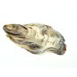 SEAURCO Assorted Flat Oyster Shell Half 7-10cm