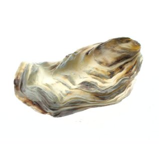 SEAURCO Assorted Flat Oyster Shell Half 7-10cm