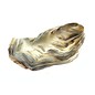 SEAURCO Assorted Flat Oyster Shell Half 7-10cm