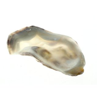 SEAURCO Assorted Flat Oyster Shell Half 7-10cm