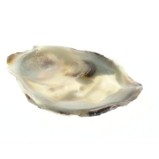 SEAURCO Assorted Flat Oyster Shell Half 7-10cm