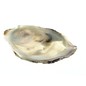 SEAURCO Assorted Flat Oyster Shell Half 7-10cm