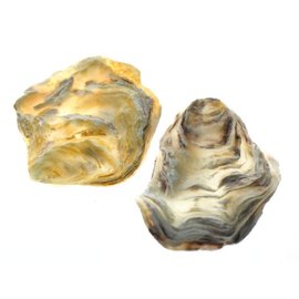 SEAURCO Assorted Flat Oyster Shell Half 7-10cm