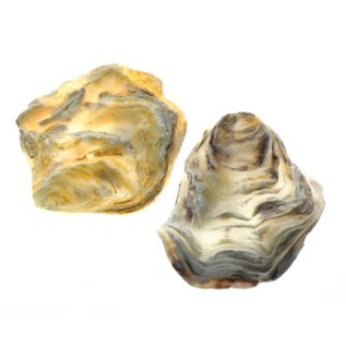 SEAURCO Assorted Flat Oyster Shell Half 7-10cm