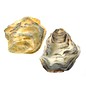 SEAURCO Assorted Flat Oyster Shell Half 7-10cm