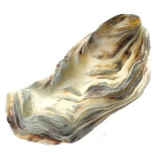 SEAURCO Assorted Flat Oyster Shell Half 7-10cm