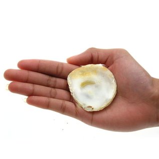 SEAURCO Assorted Flat Oyster Shell Half 7-10cm