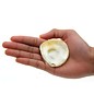 SEAURCO Assorted Flat Oyster Shell Half 7-10cm