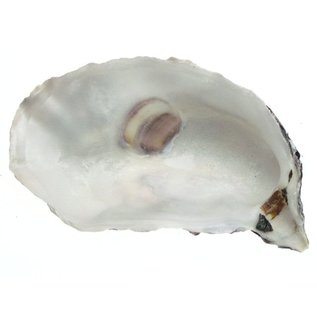 SEAURCO Assorted Deep Oyster Shell Half up to 8cm