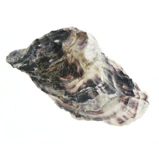 SEAURCO Assorted Deep Oyster Shell Half up to 8cm