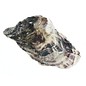 SEAURCO Assorted Deep Oyster Shell Half up to 8cm