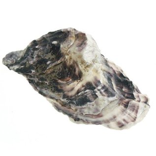 SEAURCO Assorted Deep Oyster Shell Half up to 8cm