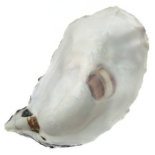 SEAURCO Assorted Deep Oyster Shell Half up to 8cm