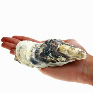 SEAURCO Assorted Deep Oyster Shell Half up to 8cm