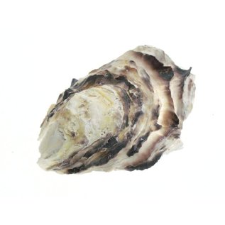 SEAURCO Assorted Deep Oyster Shell Half up to 8cm