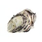 SEAURCO Assorted Deep Oyster Shell Half up to 8cm