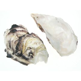 SEAURCO Assorted Deep Oyster Shell Half Assorted