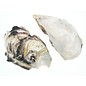 SEAURCO Assorted Deep Oyster Shell Half up to 8cm