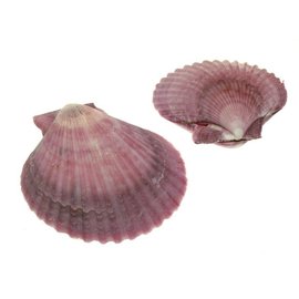 SEAURCO Purple Pecton Nobilus 4-8cm