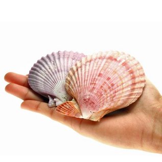 SEAURCO Purple Pecton Nobilus 4-8cm