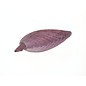 SEAURCO Purple Pecton Nobilus 4-8cm