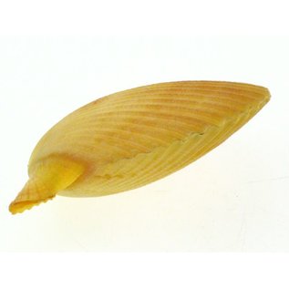 SEAURCO Yellow Pecton Nobilus 3-7cm