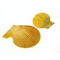 SEAURCO Yellow Pecton Nobilus 3-7cm